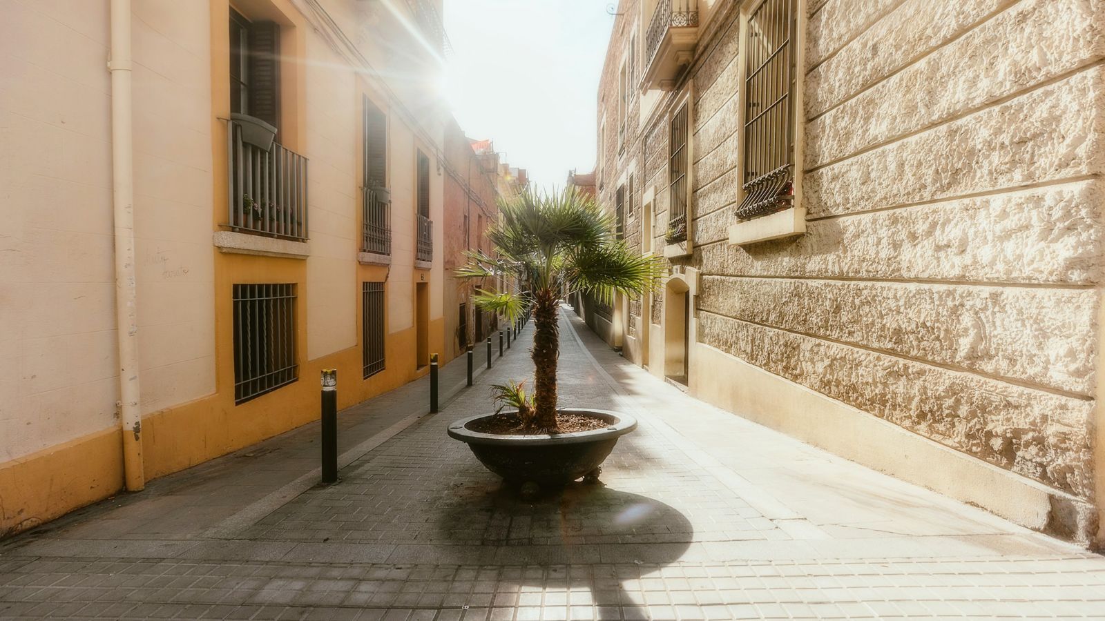 A Mediterranean street with a palm tree in the sun